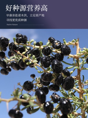 早康青海黑枸杞礼盒 柴达木大果黑苟杞子 手工精选免洗枸杞子50g