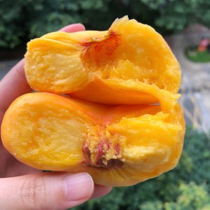 产地直发山东蒙阴5斤装黄金蟠桃