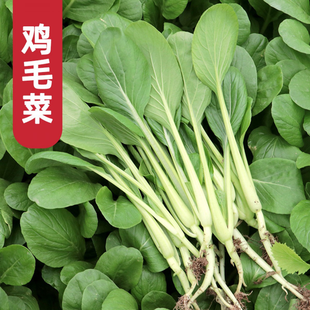 鸡毛菜-门店自提、配送到家