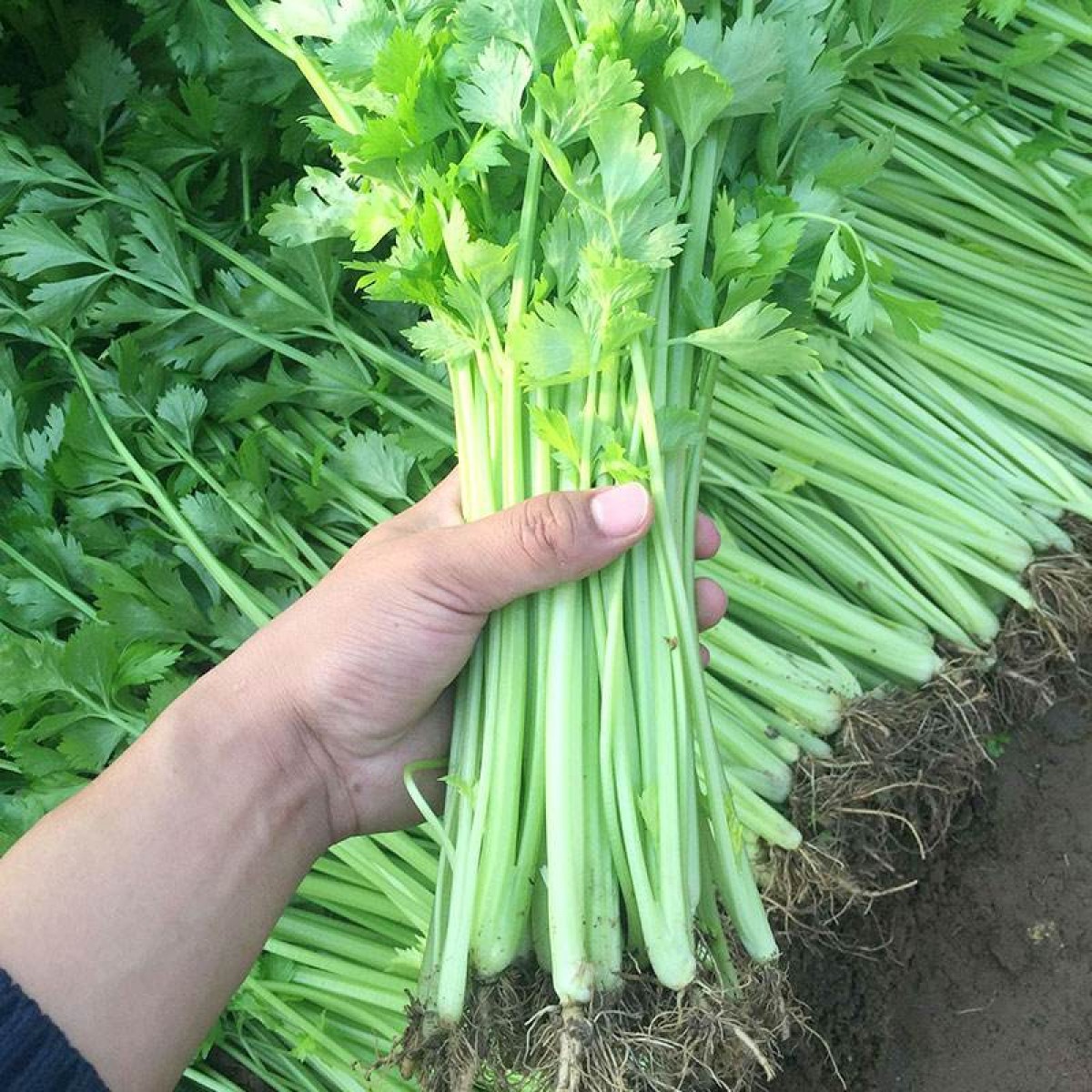 细药芹-门店自提、配送到家